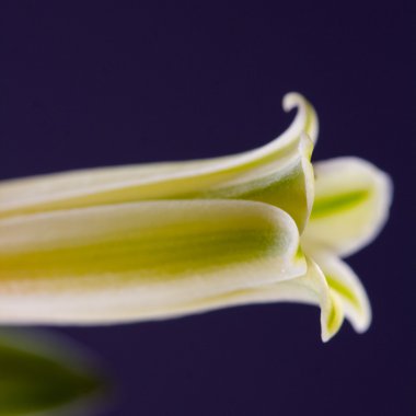 aloe vera çiçek detayları ile