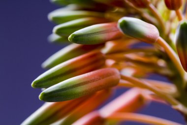 aloe vera çiçek detayları ile