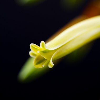 aloe vera çiçek detayları ile