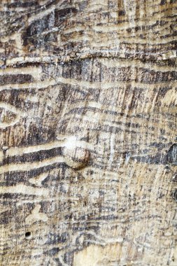 ağacı ahşap tarafından eaten kurt izleri ile solucanlar