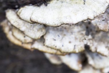 witte boom paddestoelen op een oude stam