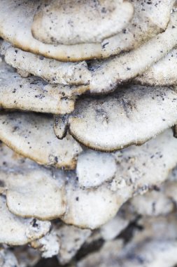 witte boom paddestoelen op een oude stam