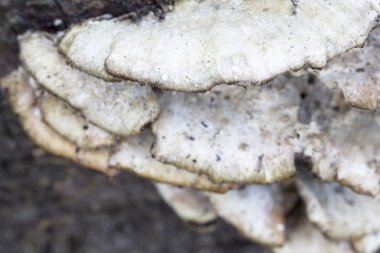 witte boom paddestoelen op een oude stam