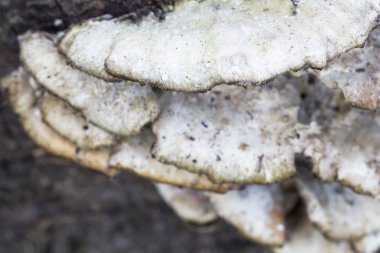 witte boom paddestoelen op een oude stam