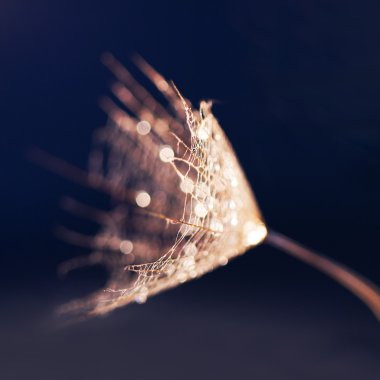 karahindiba tohumları