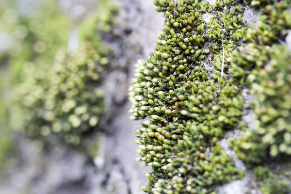 木の樹皮の緑の苔 — ストック写真