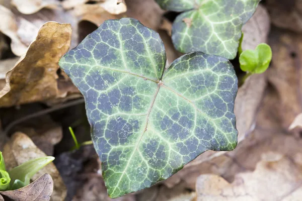 Ivy leaves — Stock Photo, Image