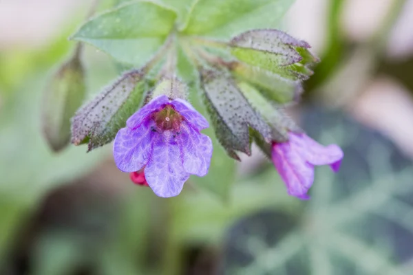 Lungwort bitki çiçek — Stok fotoğraf