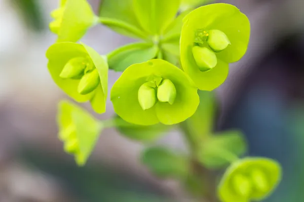 Vahşi yeşil çiçekler — Stok fotoğraf