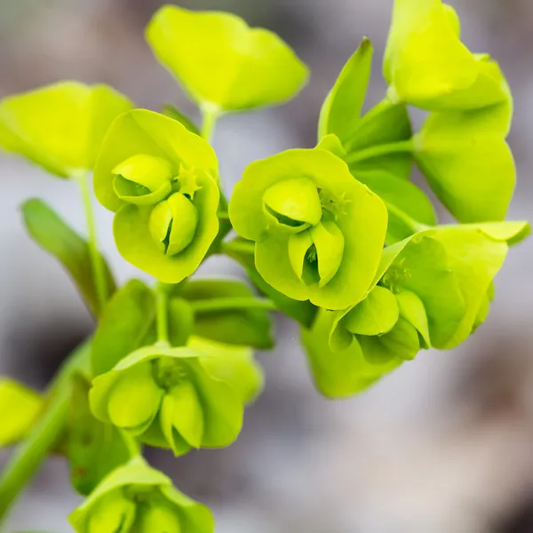 Fiori verdi selvatici — Foto Stock