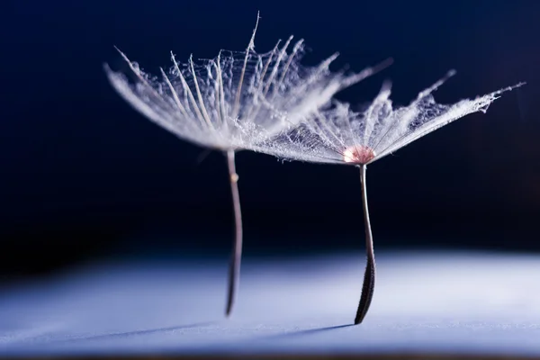 Macro Abstract Composition Colorful Water Drops Dandelion Seeds — Stock Photo, Image