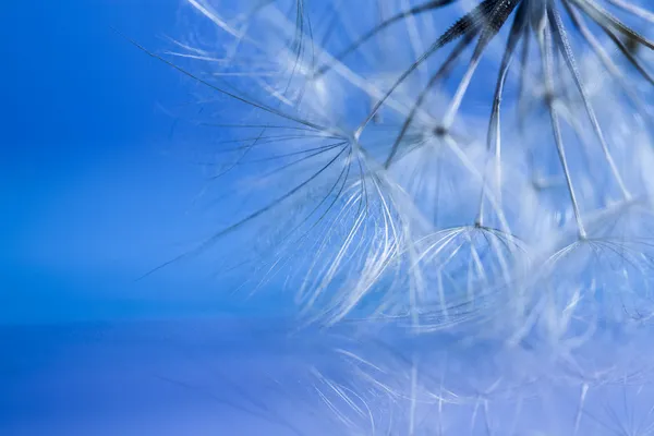 蒲公英的种子 — 图库照片