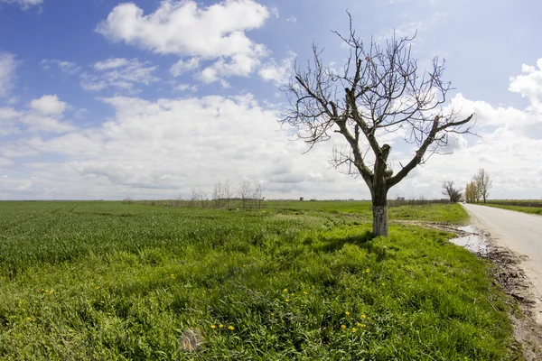 Rural landscape — Stock Photo, Image