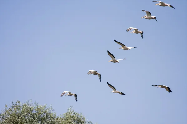 Pelicanos voando no Delta do Danúbio — Fotografia de Stock