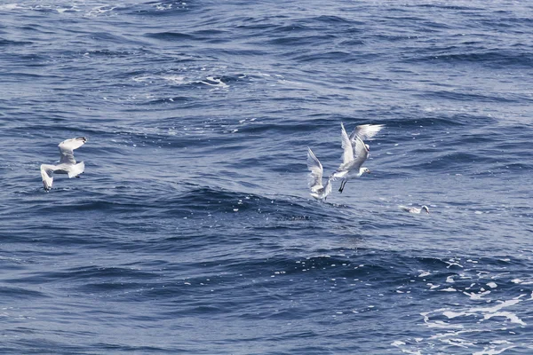 Seagulls — Stock Photo, Image