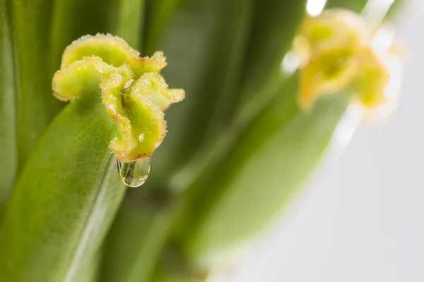 Abstraktní kompozice s Tulipán paličky — Stock fotografie