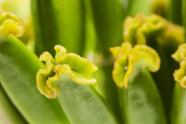 Composizione astratta con pestelli tulipani — Foto Stock