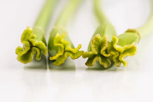 Abstraktní kompozice s Tulipán paličky — Stock fotografie