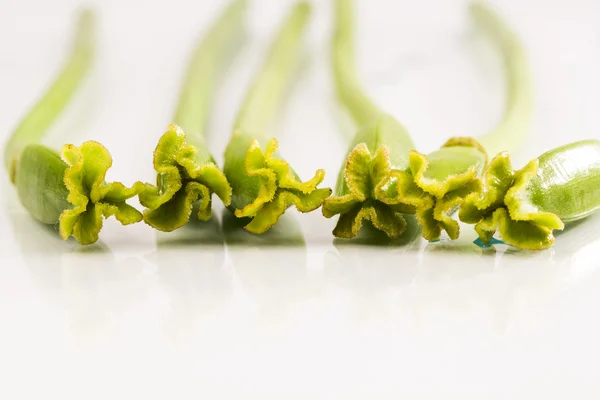 Abstraktní kompozice s Tulipán paličky — Stock fotografie