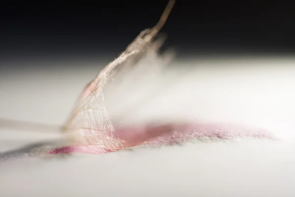 Dandelion seeds — Stock Photo, Image