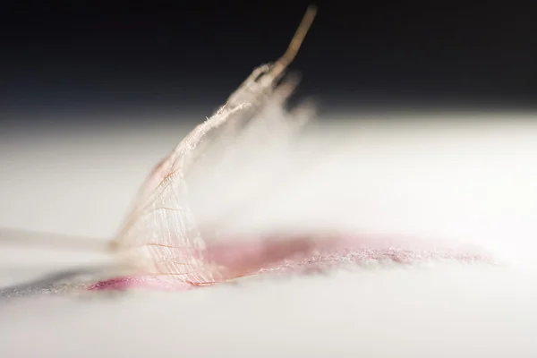 Dandelion seeds — Stock Photo, Image