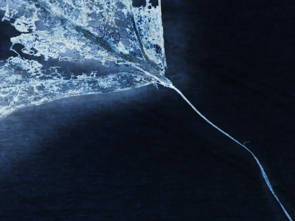 Abstrait filigrane bleu — Photo