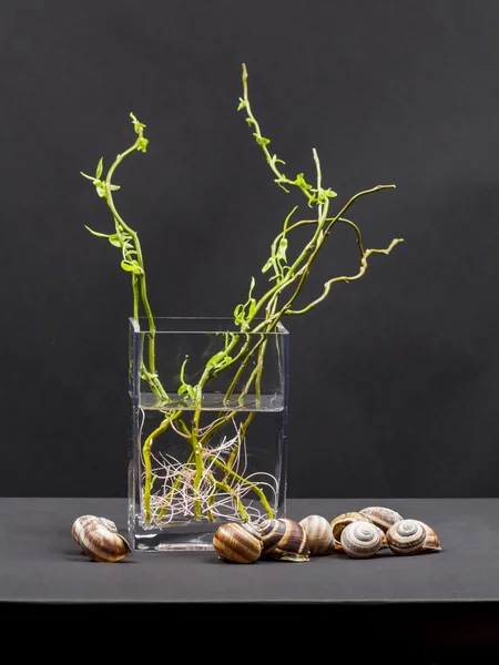 Ветви ивы с листьями в вазах и раковинах улитки — стоковое фото