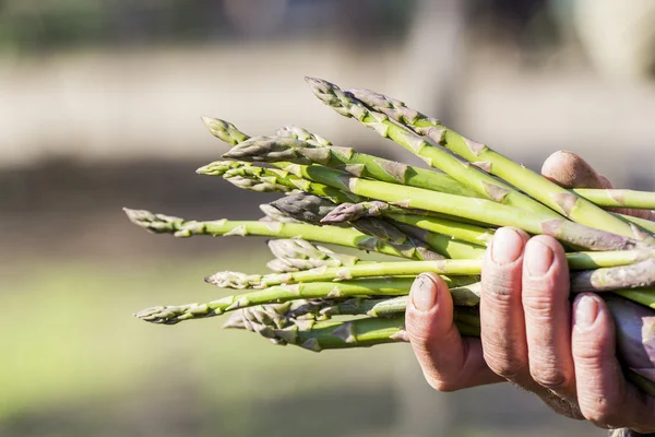 Gambi di asparagi freschi in mano — Foto Stock