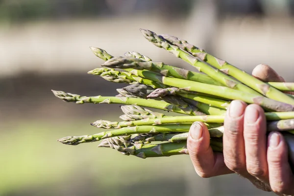 Gambi di asparagi freschi in mano — Foto Stock