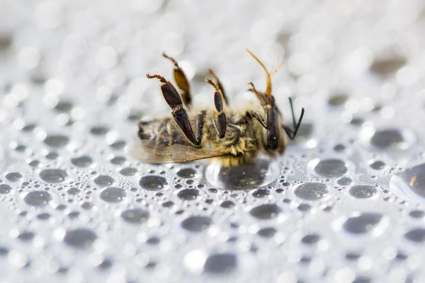 Dead bee on the pastic surface — Stock Photo, Image