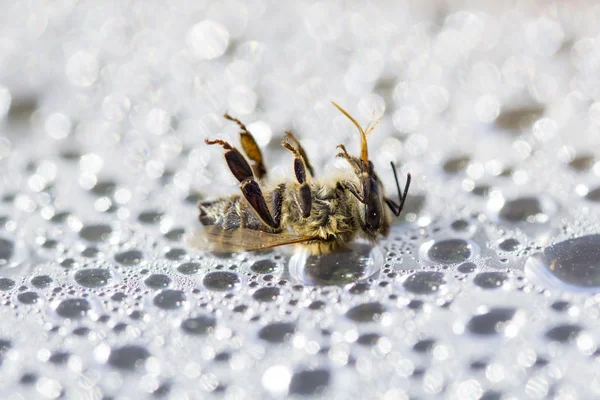 Halott méh pastic felületén — Stock Fotó