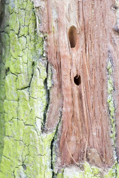 Tronco de árbol viejo con musgo — Foto de Stock