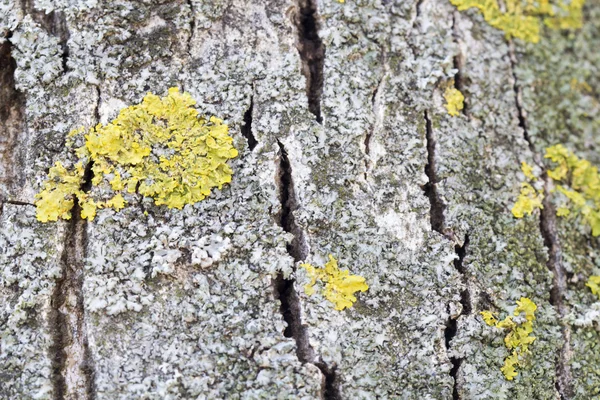 Green moss on tree bark — Stock Photo, Image