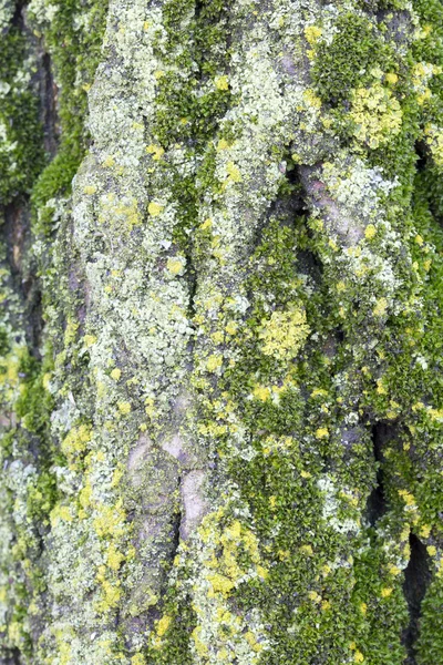 Mousse verte sur écorce d'arbre — Photo