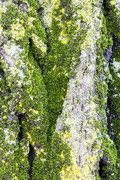 Moss verde en la corteza del árbol — Foto de Stock