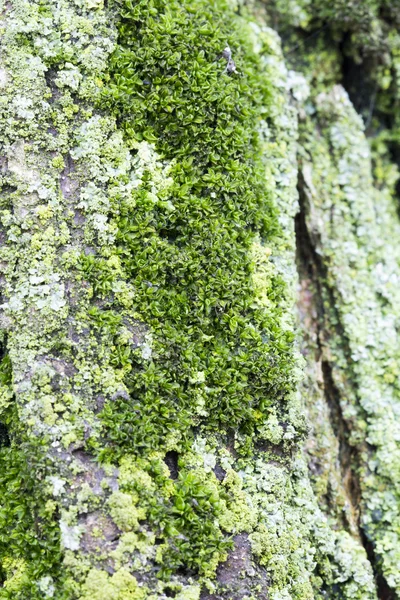 Green moss on tree bark — Stock Photo, Image