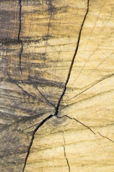 Struktura drewna z pni — Zdjęcie stockowe