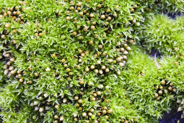 木の樹皮の緑の苔 — ストック写真
