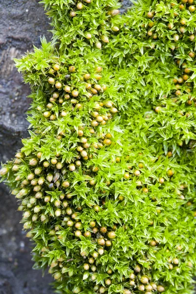 树皮上的绿色苔藓 — 图库照片