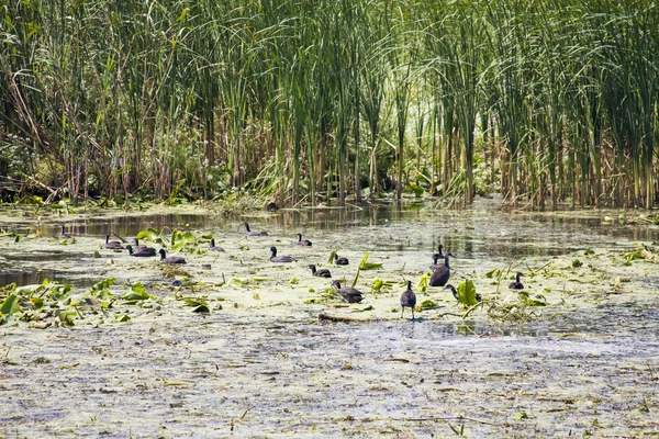 Black small birds and vegetation — Stock Photo, Image