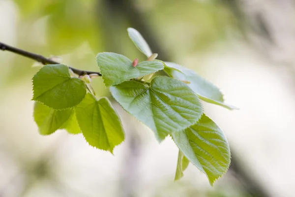 Branches with green linden leaves — Stock Photo, Image
