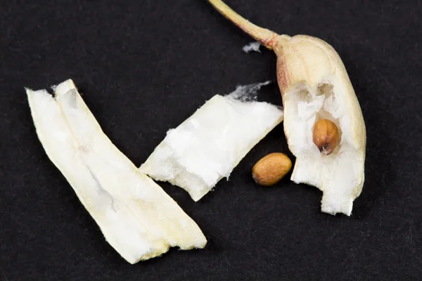 萝卜豆荚的种子 — 图库照片