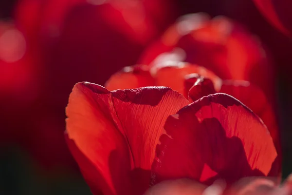 Foto astratta con petali di tulipano rosso — Foto Stock