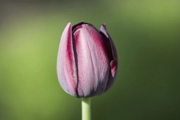 Tulipano viola — Foto Stock