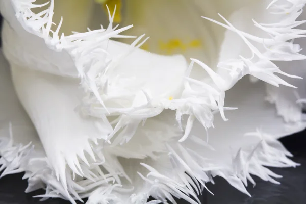 Weiße Tulpe mit Details auf schwarzem Hintergrund — Stockfoto
