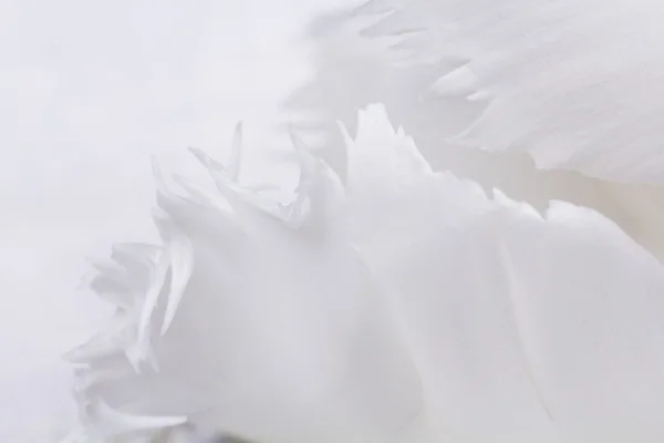 Белый тюльпан с деталями — стоковое фото