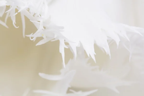 详细的白色郁金香 — 图库照片