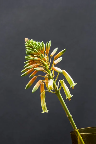 Aloe vera fiore con dettagli — Foto Stock