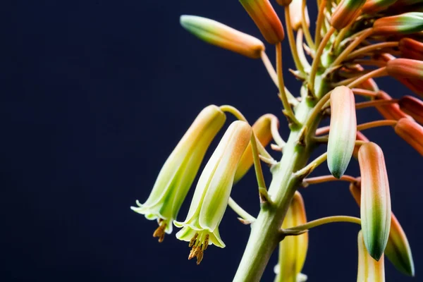Fleur d'aloe vera avec détails — Photo