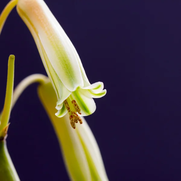 Aloe vera flor con detalles —  Fotos de Stock